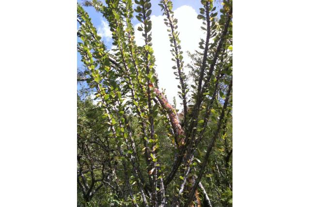 Leguaan staart fouquieria