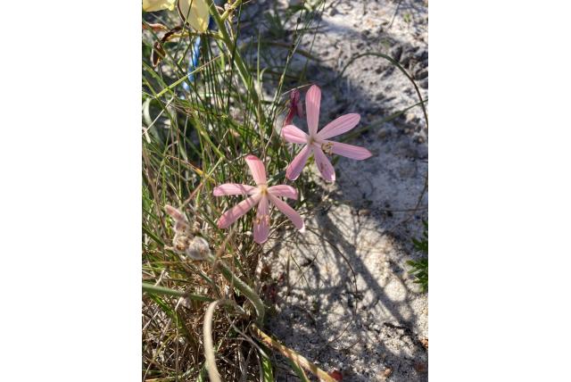 Goedehoop geissorhiza