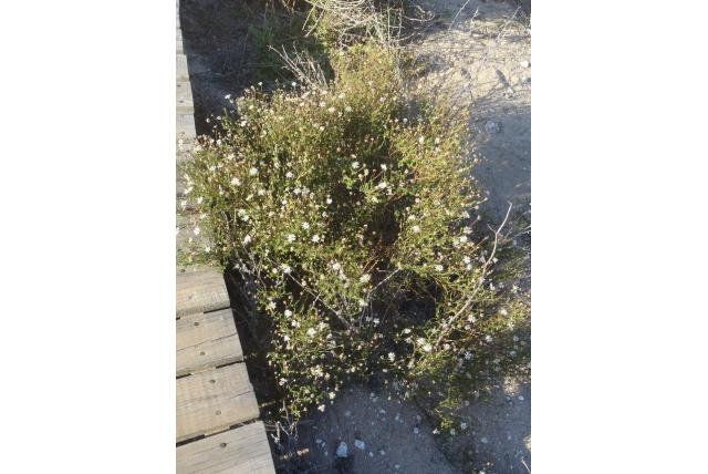 Felicia met hysop-achtig blad Felicia met hysop-achtig blad