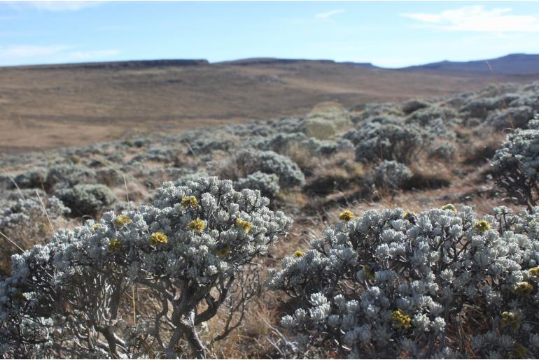Helichrysum trilineatum 17110