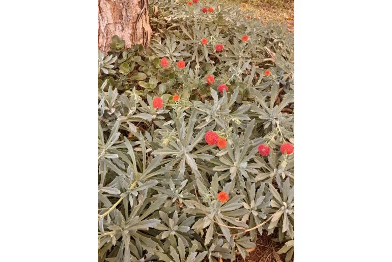 Kleinia fulgens -17112