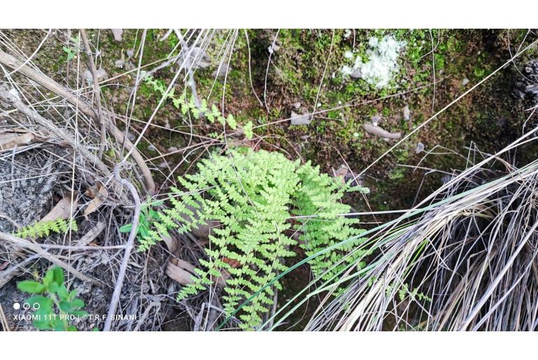 Woodsia montevidensis -17113