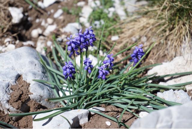 Heldreich's muscari