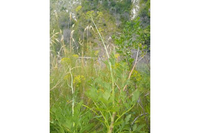 Galbanum-achtige notobubon