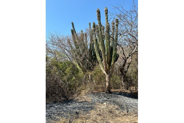 Orgelpijp Cactus