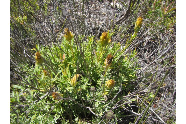 Pteronia scabra 17135