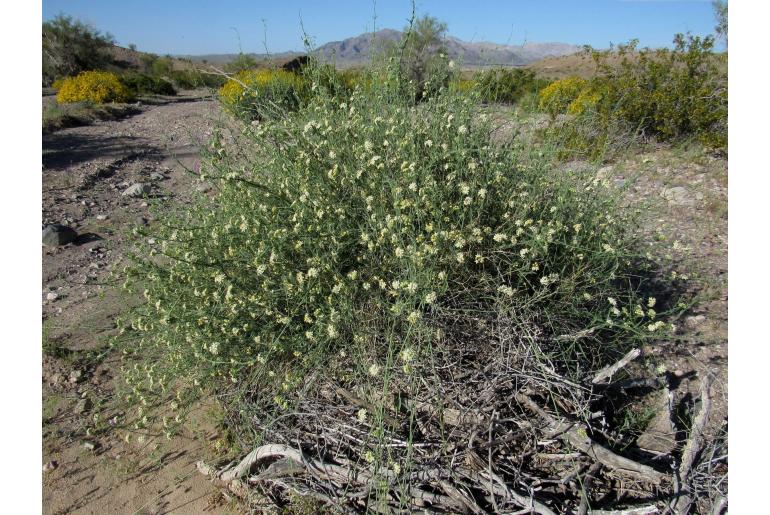 Funastrum hirtellum -17137