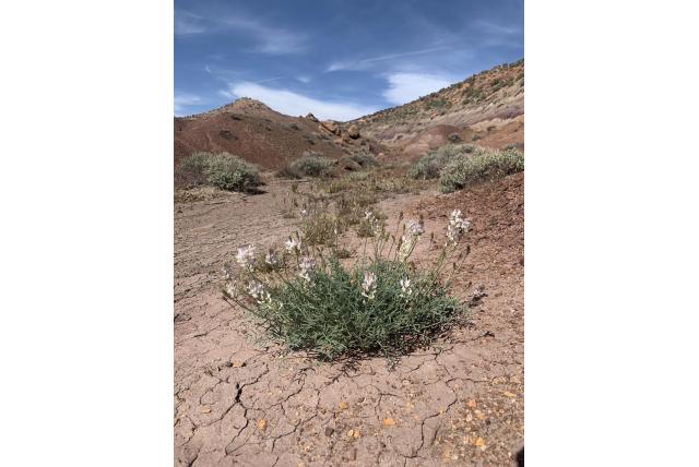 Gele astragalus