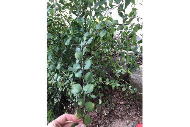 Grootfruit gymnosporia