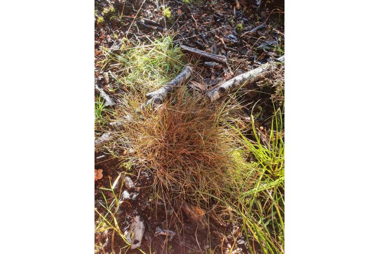 Carex egmontiana -17167