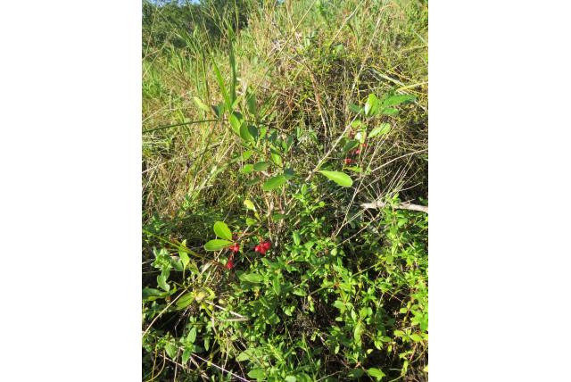 Markward's gymnosporia