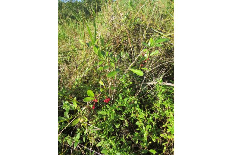 Gymnosporia markwardii&nbsp;17168