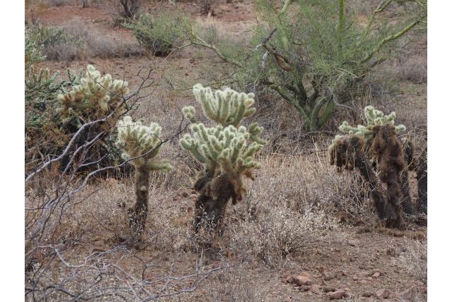 Teddybeer cholla