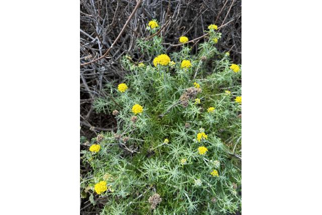 Kust eriophyllum