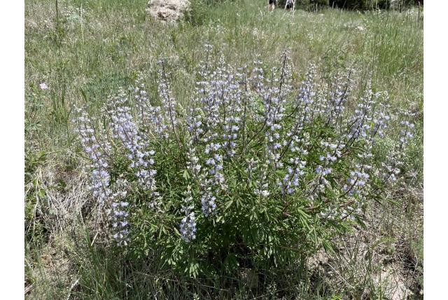 Zilveren lupine