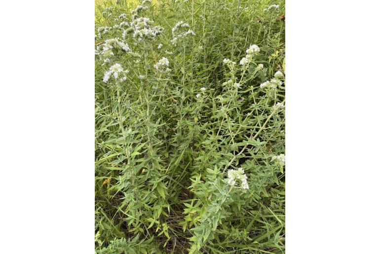 Pycnanthemum verticillatum 17179