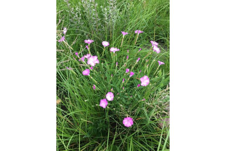 Dianthus zeyheri&nbsp;17181