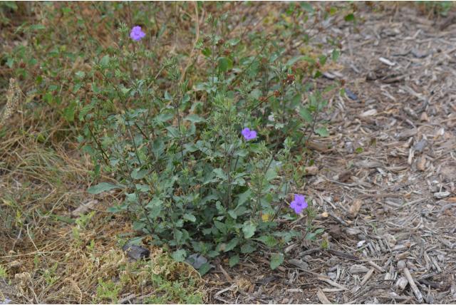 Naakte bloem ruellia
