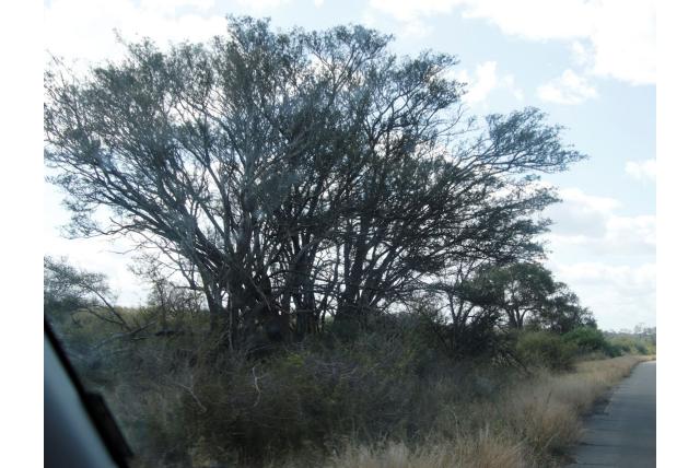 Evans albizia