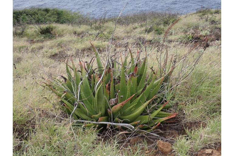 Aloe secundiflora var secundiflora -17186