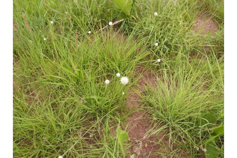 Cyperus alatus ssp albus 17203