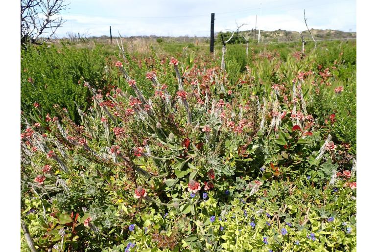 Indigofera tomentosa 17209