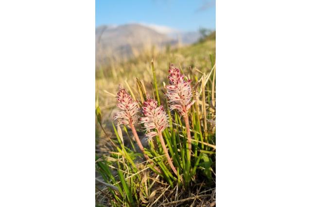 Vezelige lachenalia Vezelige lachenalia