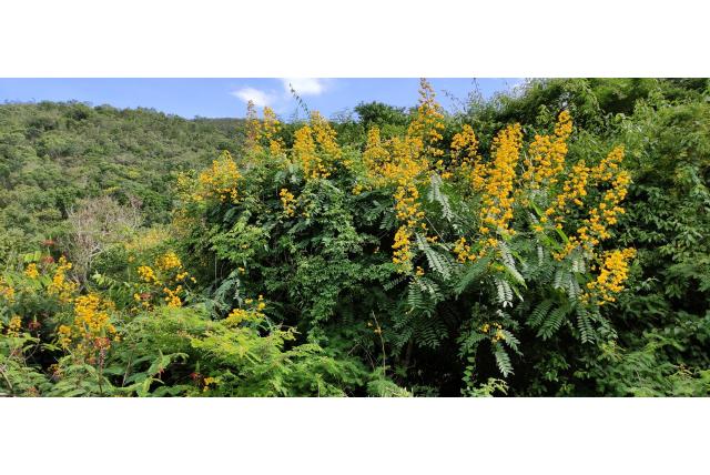 Spectaculaire senna