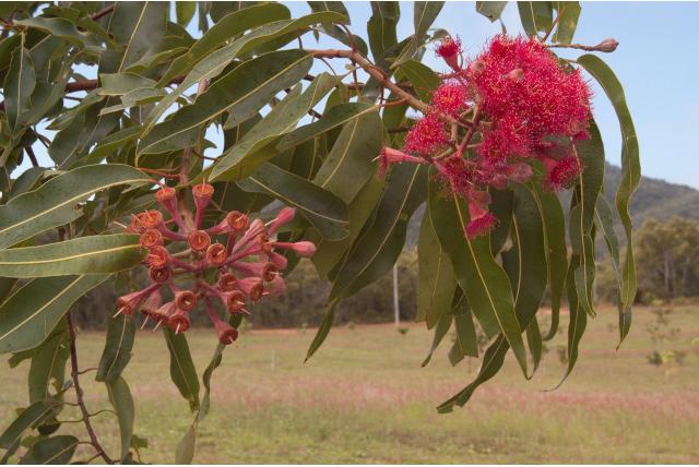 Moreas Corymbia