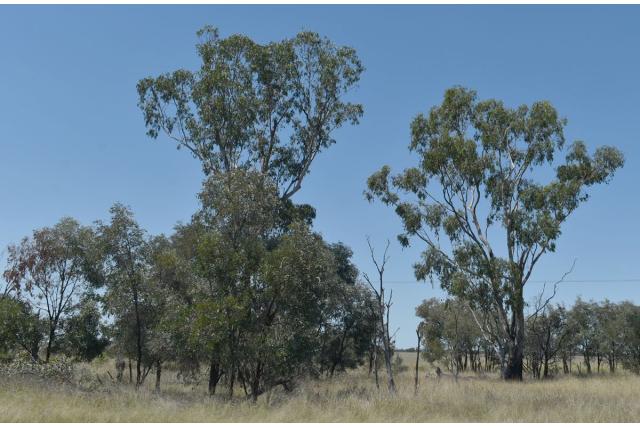 Dawson River Eucalyptus