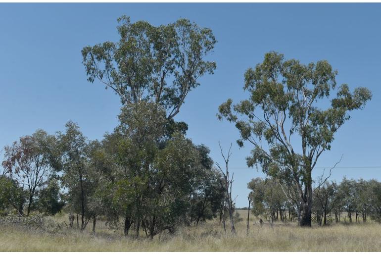 Eucalyptus cambageana 17226