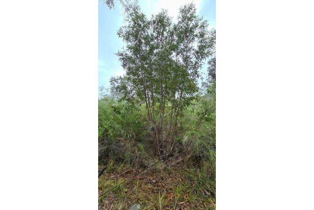 Densil Curtis Eucalyptus