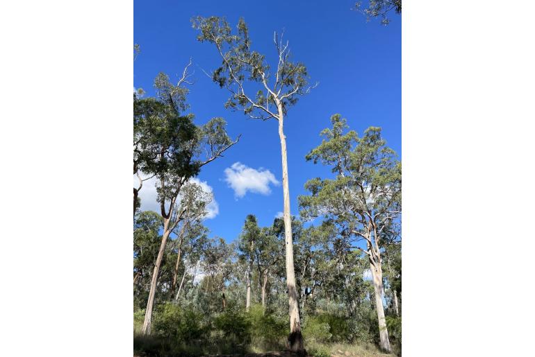 Eucalyptus longirostrata 17228