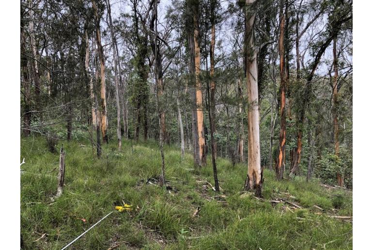 Eucalyptus major 17229