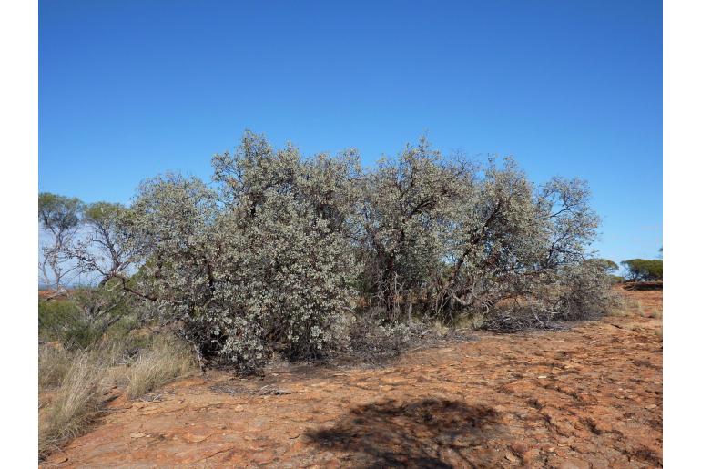 Eucalyptus orbifolia 17230