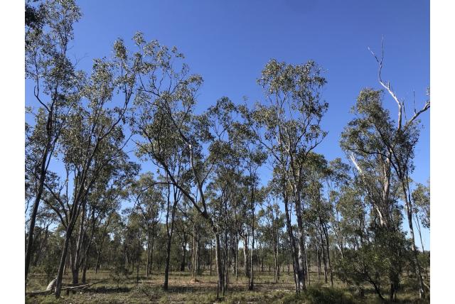 Populier-bladerige Eucalyptus