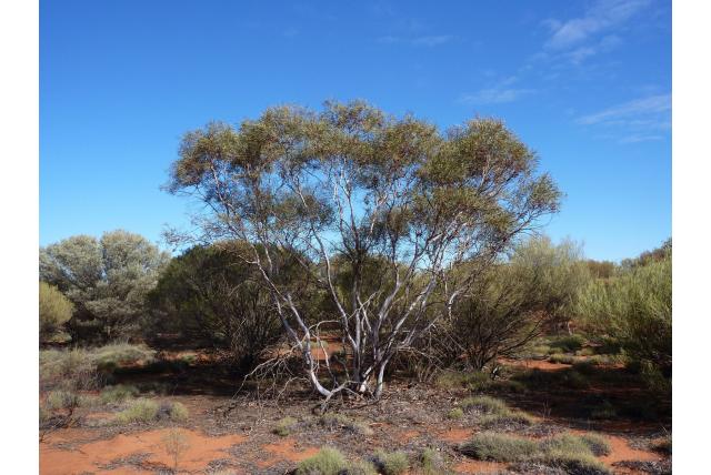 Kleine roze-bloemige Eucalyptus Kleine roze-bloemige Eucalyptus