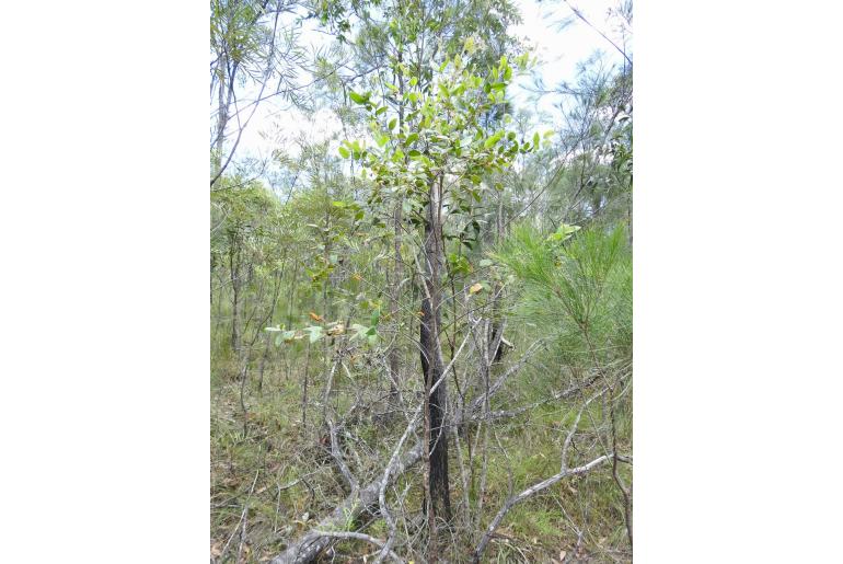 Eucalyptus tindaliae 17235