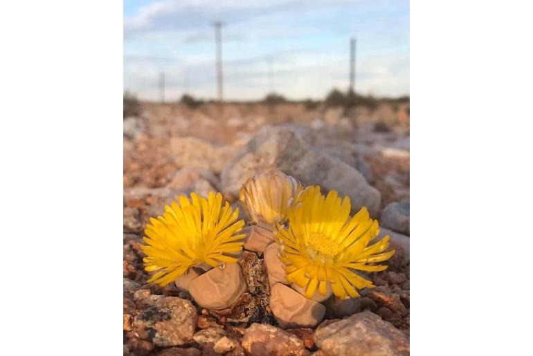 Lapidaria margaretae 17241