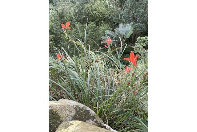 Bloedbevlekte gladiolus Bloedbevlekte gladiolus