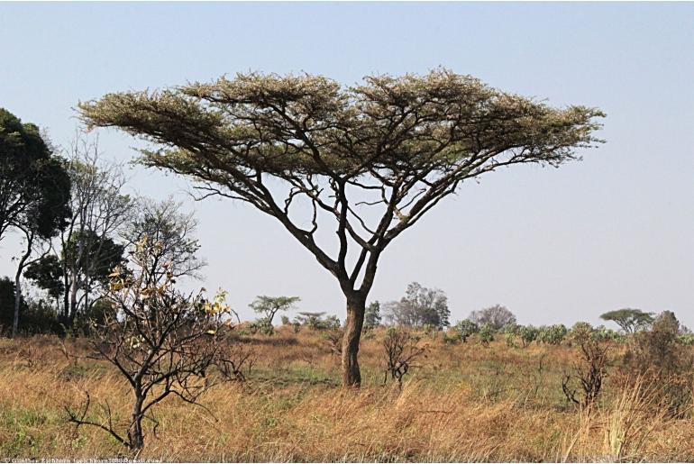 Vachellia abyssinica -17252