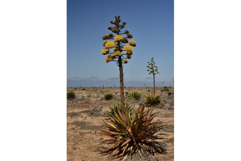 Agave shawii ssp goldmaniana -17254