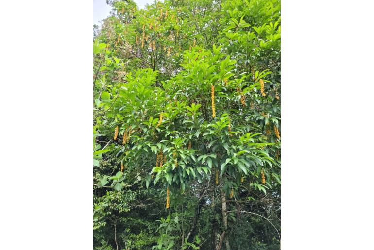 Citharexylum donnell-smithii -17258