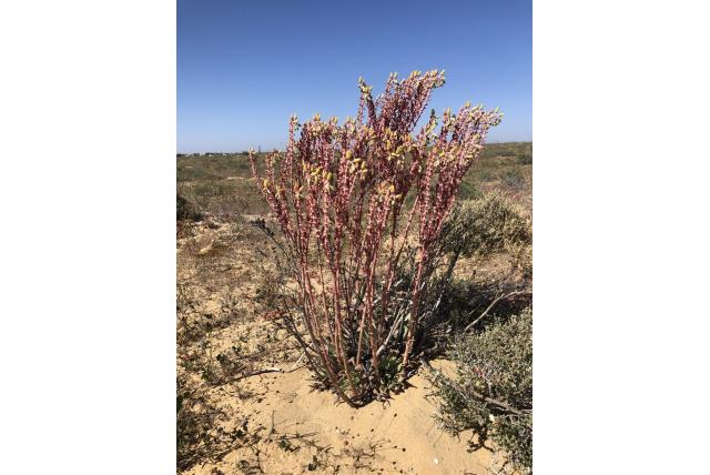 Kegelvormige dudleya