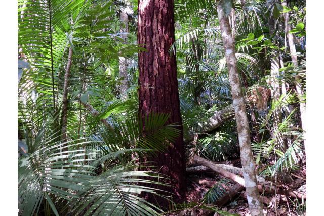 Groot-fruit Eucalyptus Groot-fruit Eucalyptus