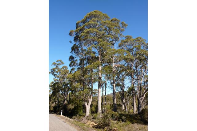 Rodway's Eucalyptus Rodway's Eucalyptus
