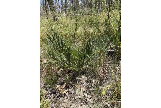 Lage Macrozamia
