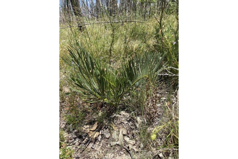Macrozamia humilis -17270