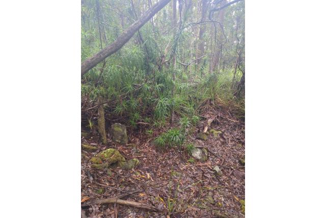 Dracaena bladige Richea