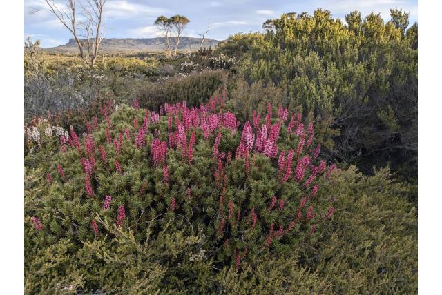 Alpine Richea